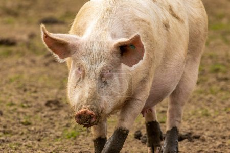 Photo for Muddy pink sow pig in a field - Royalty Free Image