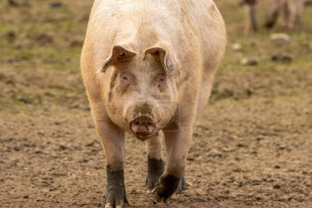 Photo for Muddy pink sow pig in a field - Royalty Free Image