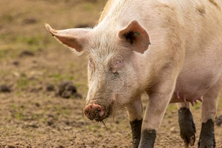 Téléchargez les photos : Truie rose boueuse porc dans un champ - en image libre de droit