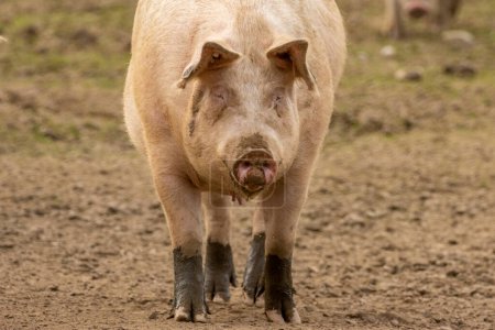 Foto de Cerdo de cerda rosa mohoso en un campo - Imagen libre de derechos