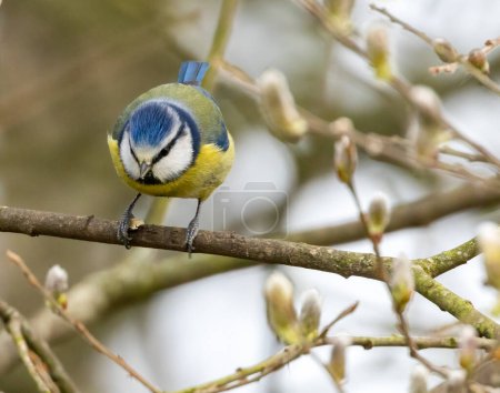 Photo for Close-up shot of beautiful little bird on natural background - Royalty Free Image