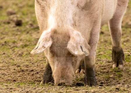 Foto de Cerdo rosado peludo en un campo - Imagen libre de derechos