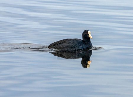 Foto de Pato negro Coot nadando en el agua con precioso reflejo - Imagen libre de derechos