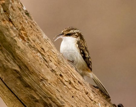 Photo for Close-up shot of beautiful little bird on natural background - Royalty Free Image