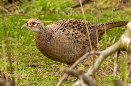 Photo for Female pheasant looking for food in the woodland - Royalty Free Image