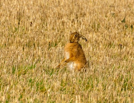 Téléchargez les photos : Gros plan de lièvre mignon dans le champ - en image libre de droit