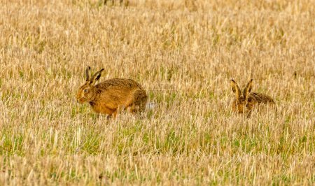 Photo for Mad March hares - hares boxing in a field - Royalty Free Image