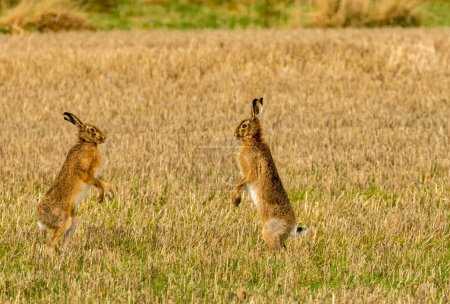 Téléchargez les photos : Lièvres Mad March - lièvres boxe dans un champ - en image libre de droit