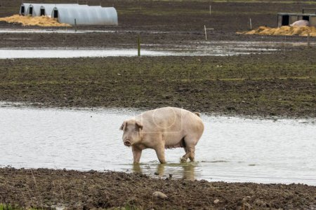 Foto de Así cerdo vadeando a través del agua en un campo fangoso - Imagen libre de derechos