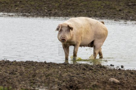 Photo for So pig wading through the water in a muddy field - Royalty Free Image