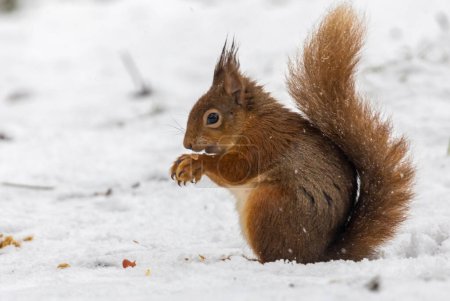 Téléchargez les photos : Gros plan de beau petit écureuil sur fond naturel - en image libre de droit