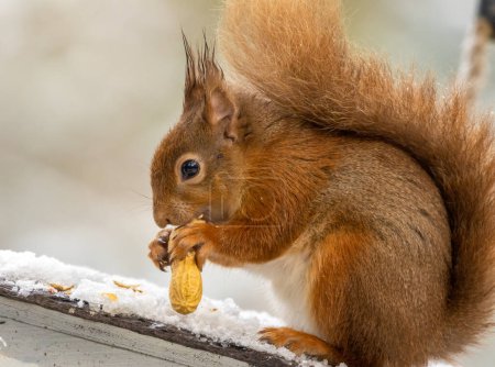 Photo for Close-up shot of beautiful little squirrel on natural background - Royalty Free Image
