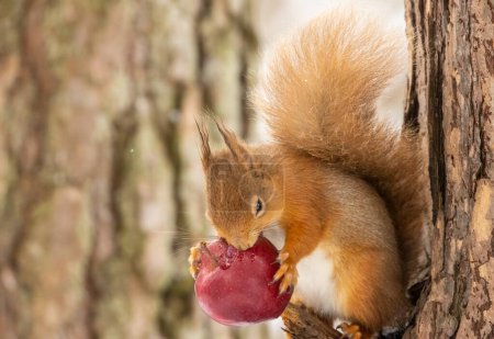 Téléchargez les photos : Gros plan de beau petit écureuil sur fond naturel - en image libre de droit