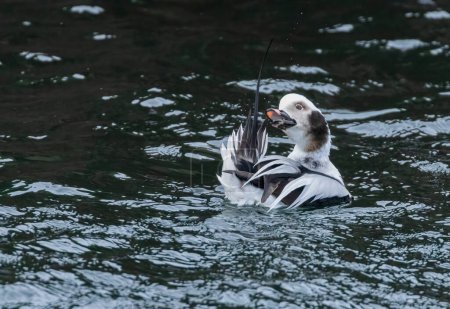 Photo for Male long tailed duck preening - Royalty Free Image