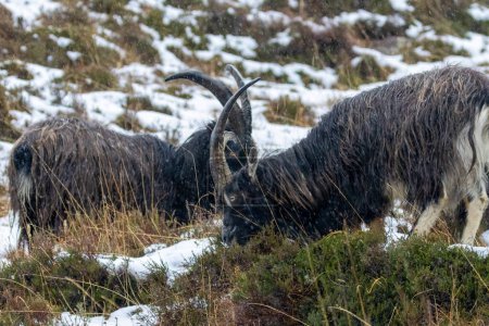 Photo for Close-up shot of wild goats on natural background - Royalty Free Image