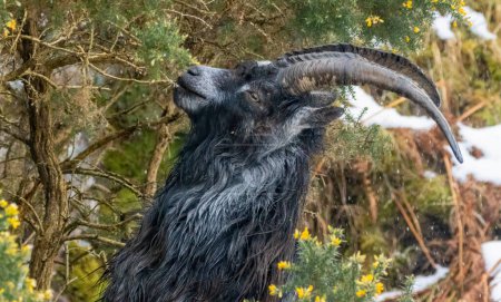 Photo for Close-up shot of wild goat on natural background - Royalty Free Image