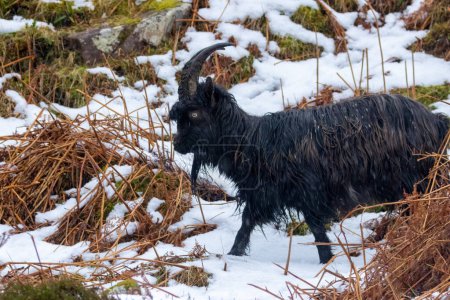 Téléchargez les photos : Gros plan de chèvre sauvage sur fond naturel - en image libre de droit