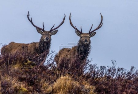Foto de Beautiful pair of red deer stags  in natural habitat - Imagen libre de derechos