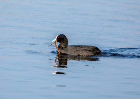 Téléchargez les photos : Oiseau marin, sauvagine, cueillette de matériaux de nidification dans l'eau avec un joli reflet bleu - en image libre de droit