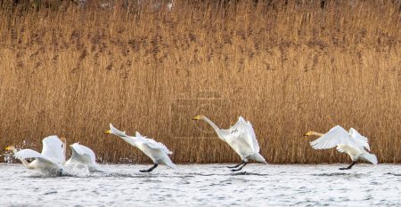 Foto de Bandada de cisnes blancos que llegan a tierra en un lago escocés - Imagen libre de derechos