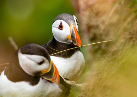 Photo for Puffins breeding ground in Scotland - Royalty Free Image