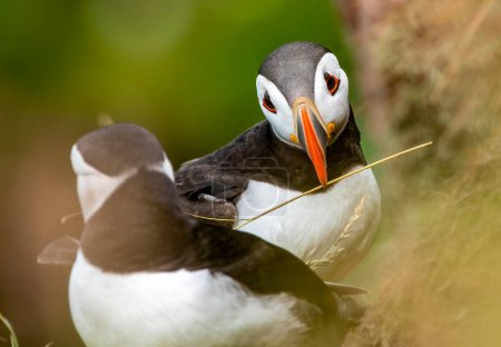 Photo for Close-up of a puffin with some nesting material on the green background - Royalty Free Image