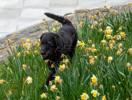 Foto de Un lindo perro negro entre flores de narciso amarillo en el parque - Imagen libre de derechos