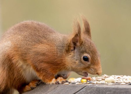 Photo for Close-up shot of adorable little squirrel in natural habitat - Royalty Free Image
