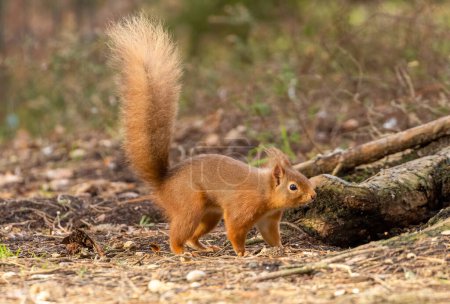 Téléchargez les photos : Gros plan de l'adorable petit écureuil dans l'habitat naturel - en image libre de droit