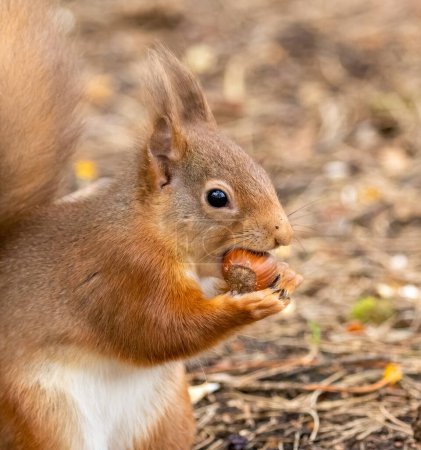 Photo for Close-up shot of adorable little Scottish red squirrel in natural habitat eating a nut - Royalty Free Image