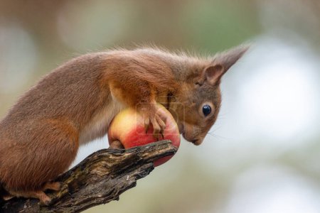 Téléchargez les photos : Gros plan d'un adorable petit écureuil roux écossais dans un habitat naturel mangeant une pomme - en image libre de droit