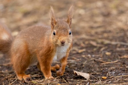 Téléchargez les photos : Gros plan de l'adorable petit écureuil dans l'habitat naturel - en image libre de droit