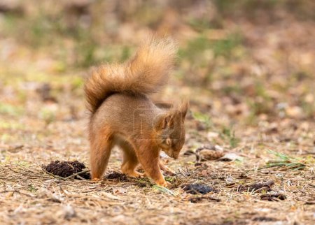 Foto de Primer plano de adorable ardilla en hábitat natural - Imagen libre de derechos