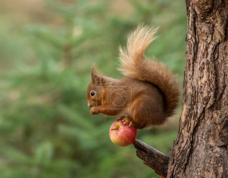 Foto de Primer plano de adorable ardilla roja escocesa en hábitat natural sentado en una manzana y comiendo la manzana - Imagen libre de derechos