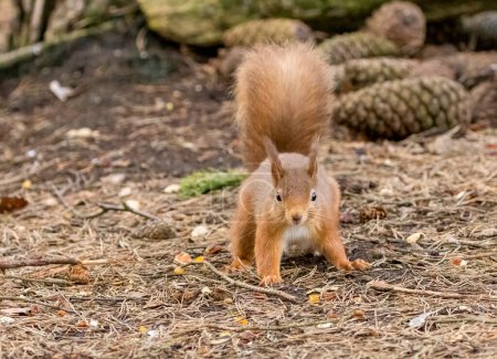Photo for Close-up shot of adorable little Scottish red squirrel in natural habitat - Royalty Free Image