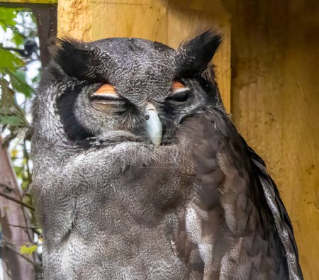 Foto de Cute owl close-up view, owl having a sleep - Imagen libre de derechos
