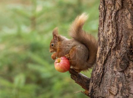 Téléchargez les photos : Gros plan d'un adorable petit écureuil roux écossais mangeant une pomme dans un habitat naturel - en image libre de droit