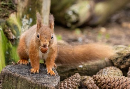 Téléchargez les photos : Gros plan de l'adorable petit écureuil roux écossais dans un habitat naturel avec une noisette - en image libre de droit