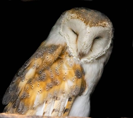 Foto de Barn owl close-up view - Imagen libre de derechos