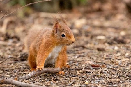 Foto de Primer plano de adorable ardilla roja escocesa en hábitat natural - Imagen libre de derechos