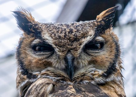 Photo for Cute owl close-up view - Royalty Free Image