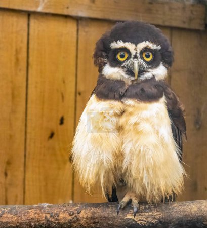 Photo for Cute owl close-up view, spectacled owl with yellow eyes - Royalty Free Image