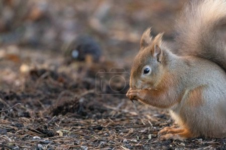 Téléchargez les photos : Gros plan d'un magnifique petit écureuil roux écossais sur fond naturel d'un sol boisé mangeant une noix - en image libre de droit