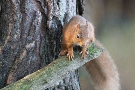 Foto de Close-up shot of beautiful little scottish red squirrel on natural background - Imagen libre de derechos