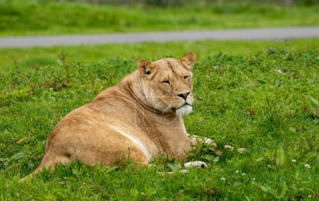 Téléchargez les photos : Majestueuse lionne allongée regardant autour de elle - en image libre de droit