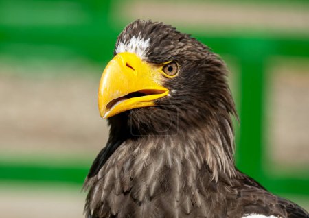 Téléchargez les photos : Poisson africain aigle oiseau affichage - en image libre de droit