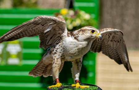 Téléchargez les photos : Falcon bird in sanctuary with wings speed in the sunshine before a flying display - en image libre de droit