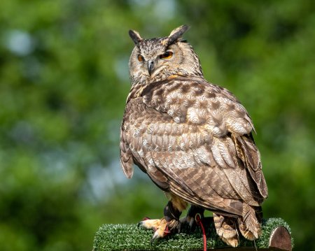 Téléchargez les photos : Gros plan d'un oiseau aigle européen dans la nature - en image libre de droit