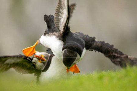 Téléchargez les photos : Aire de reproduction des macareux en Écosse - en image libre de droit