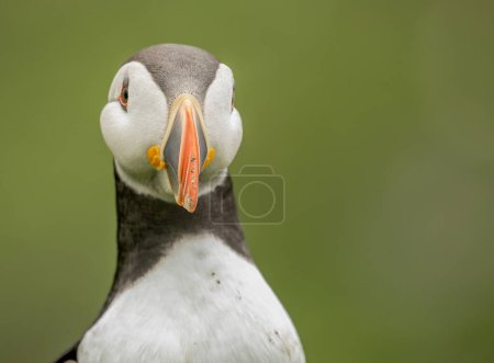 Photo for Puffins breeding ground in Scotland - Royalty Free Image